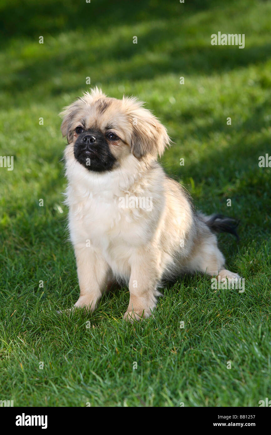 Tibetan Spaniel puppy 4 1/2 mois Banque D'Images