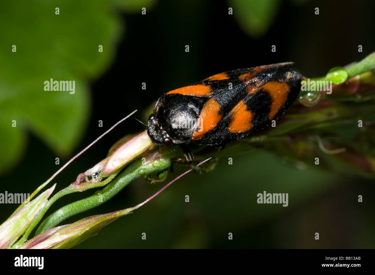 Froghopper rouge et noir Banque D'Images