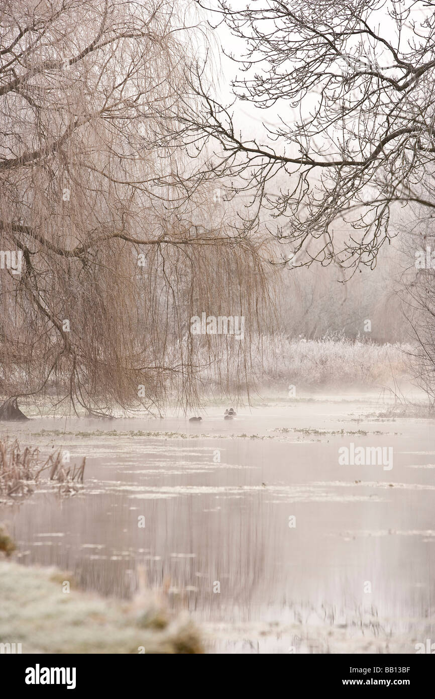 Hoare gel dans le Meon Valley Banque D'Images