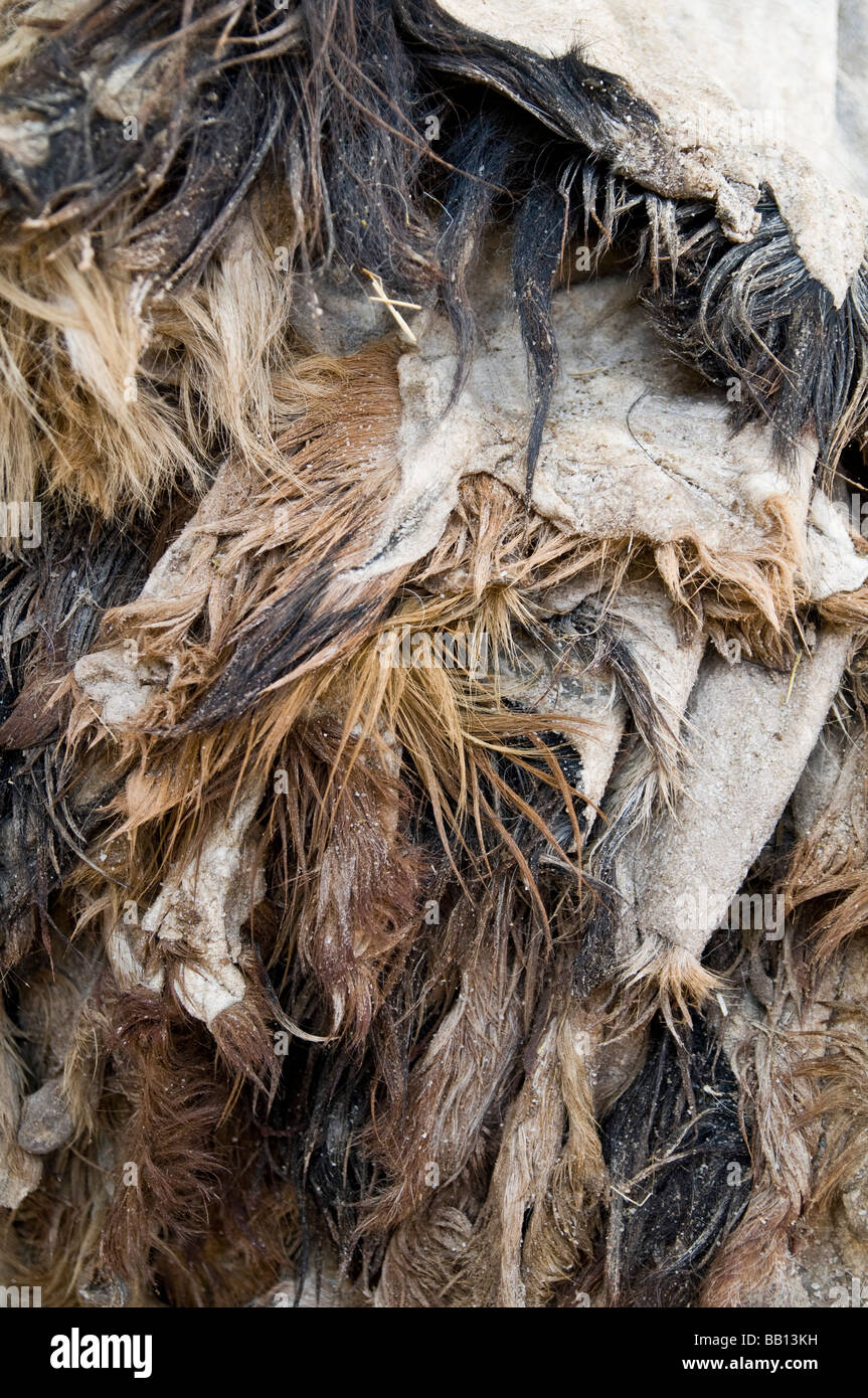 Des piles de peaux d'animaux en attente d'être dépouillés de leur fourrure par trempage dans la bouse de pigeon et de calcaire Banque D'Images