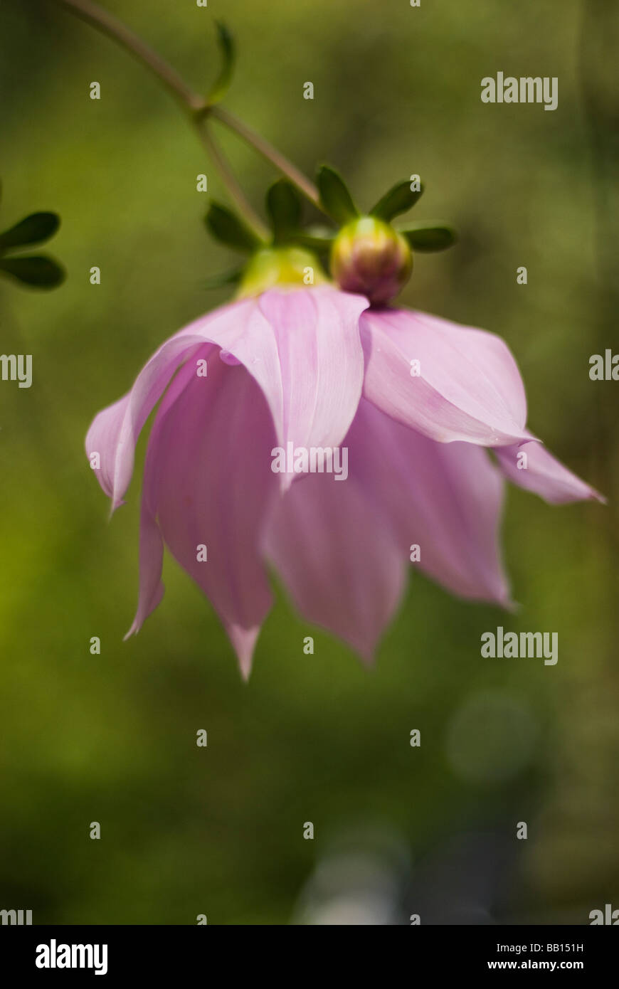 Arbre généalogique rose dahlia Dahlia imperialis Banque D'Images