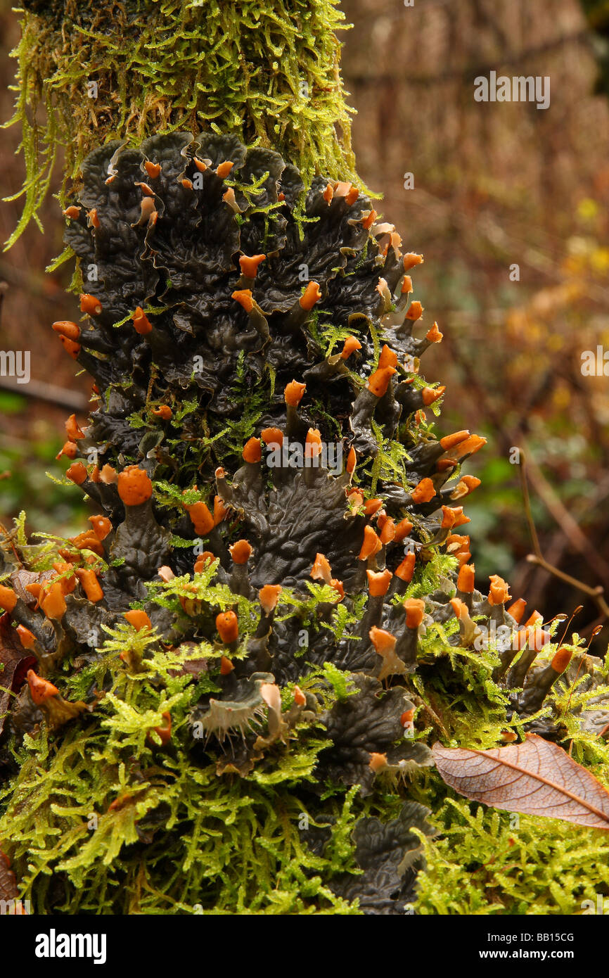 De plus en plus sur le lichen chien branche d'arbre dans des conditions de travail très humides. Banque D'Images