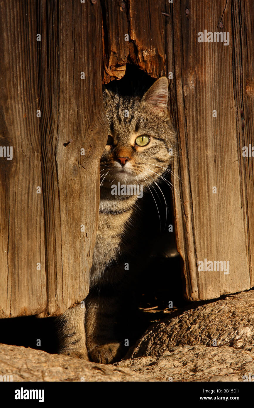 Un chat tigré assis derrière un trou dans une ancienne porte de grange. Banque D'Images