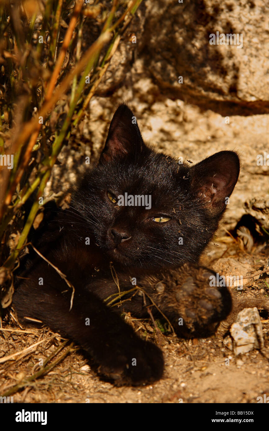 Un chaton noir se reposant à côté de certaines herbes sèches en face d'un mur de pierre sa fourrure couverte de morceaux de la poussière et l'herbe. Banque D'Images
