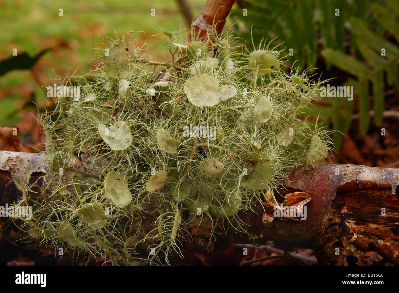 Un grand lichen velues sur une branche tombée. La Creuse. La France. Banque D'Images