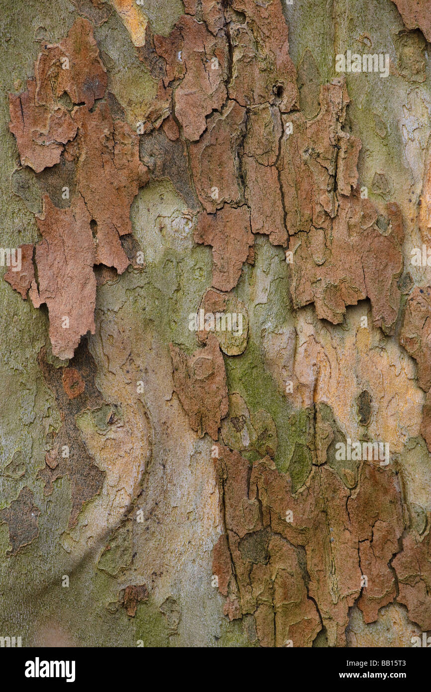 Close up de l'écorce de l'arbre de Sycomore Banque D'Images