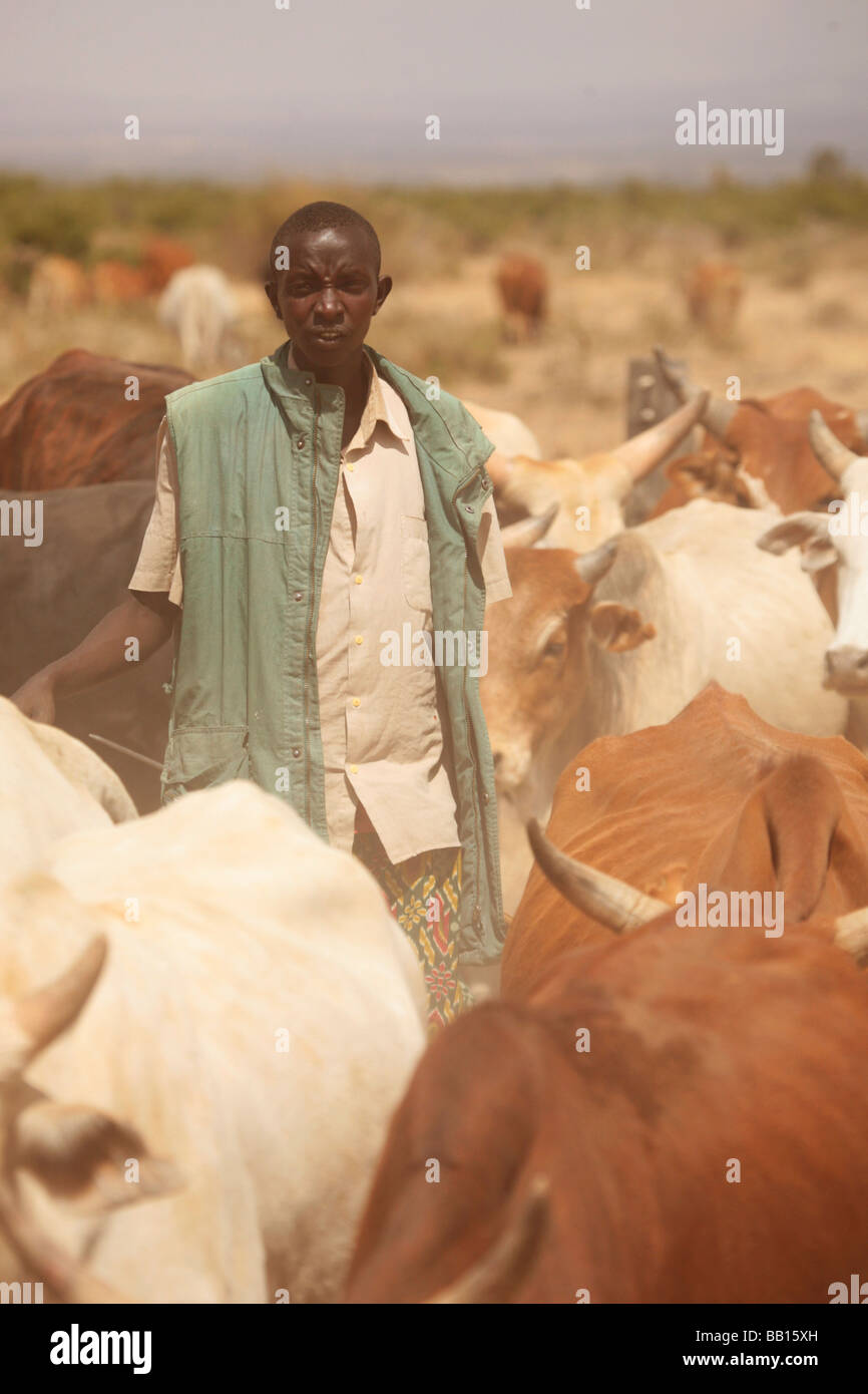 Samburu Bouvier avec le bétail dans le désert du nord du Kenya Banque D'Images