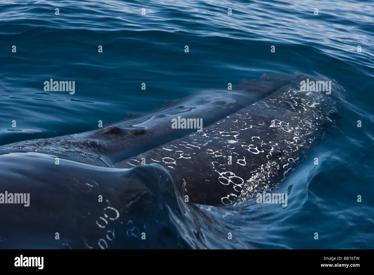 Baleine à bosse Megaptera novaeanglia Buckelwal nager près de la surface sur le côté de la bouche de la mâchoire inférieure avec des taches visibles Banque D'Images