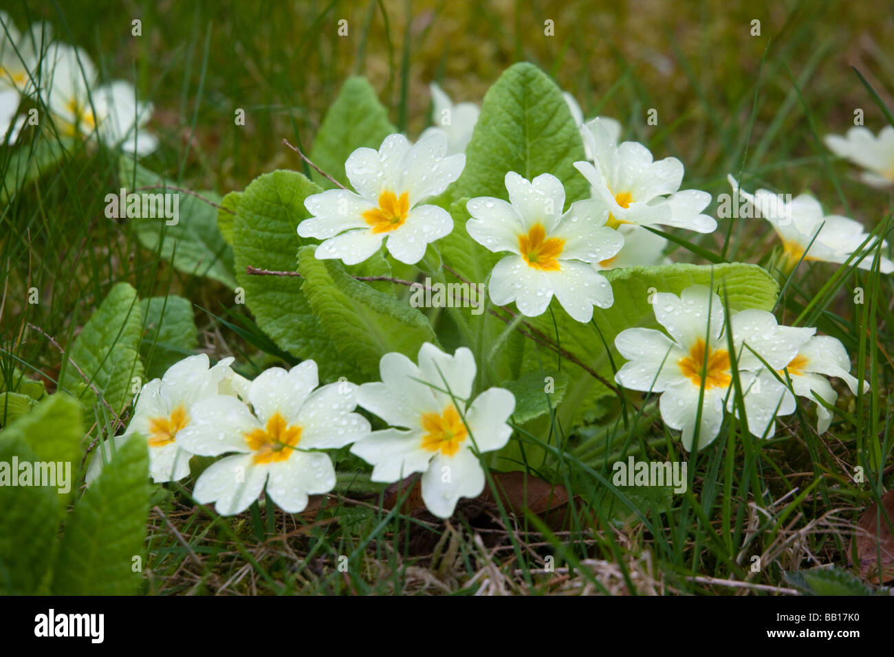 Primula vulgaris (primevère) floraison au printemps et poussent à l'état sauvage dans la région de jardin pelouse Banque D'Images