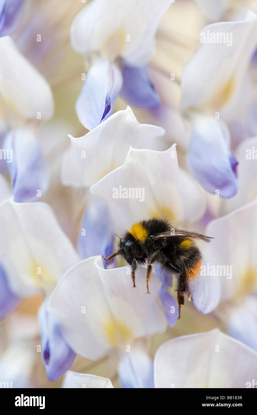 Buff-tailed bumblebee. Buff-tailed Bumblebee sur fleurs de glycine Banque D'Images