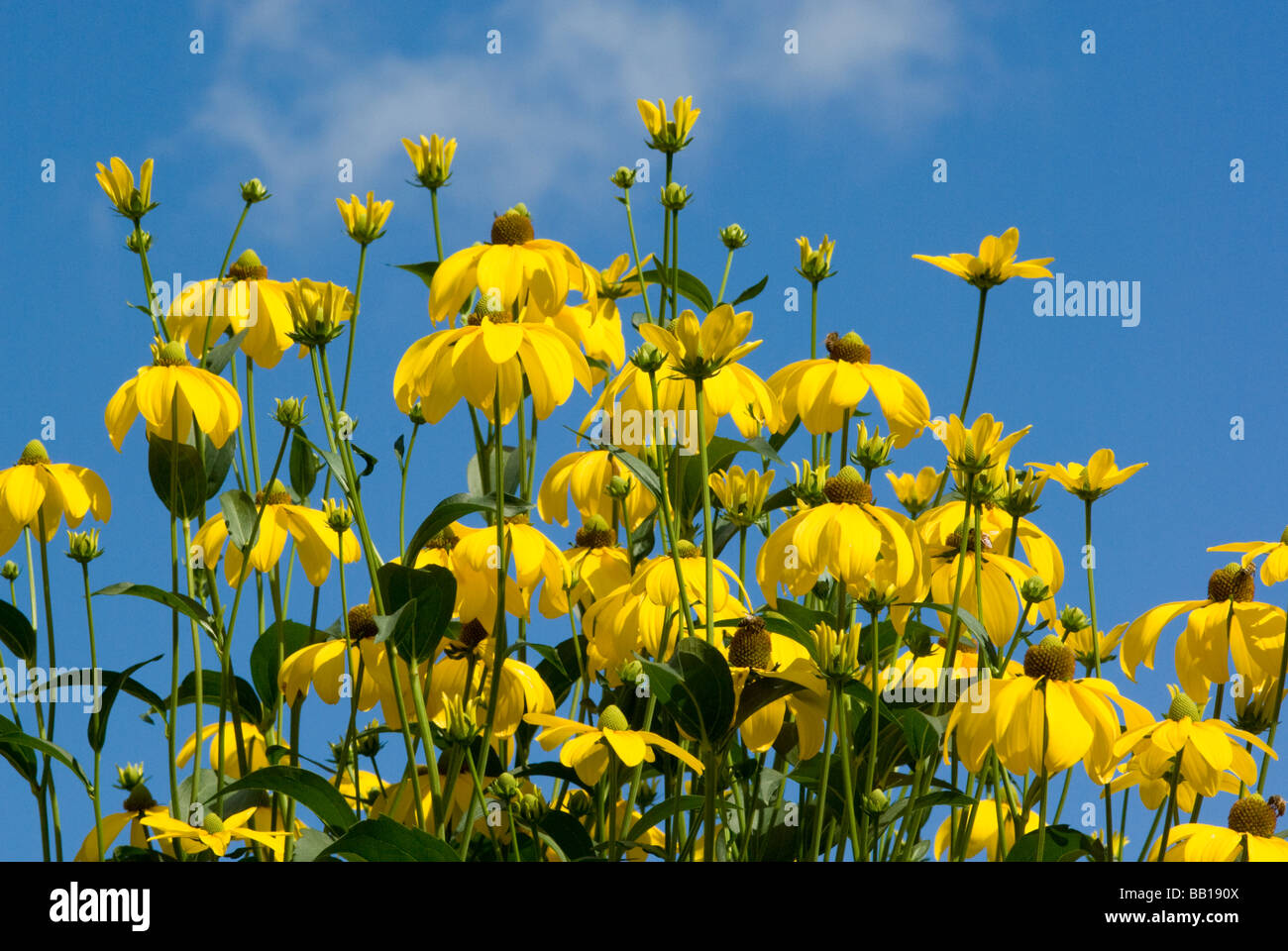 Fleurs jaunes lumineuses Rudbeckias contre un ciel bleu en été, UK Banque D'Images