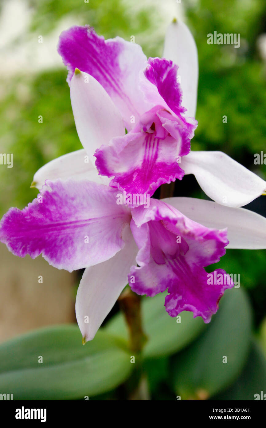 Orchidée cattleya. Banque D'Images