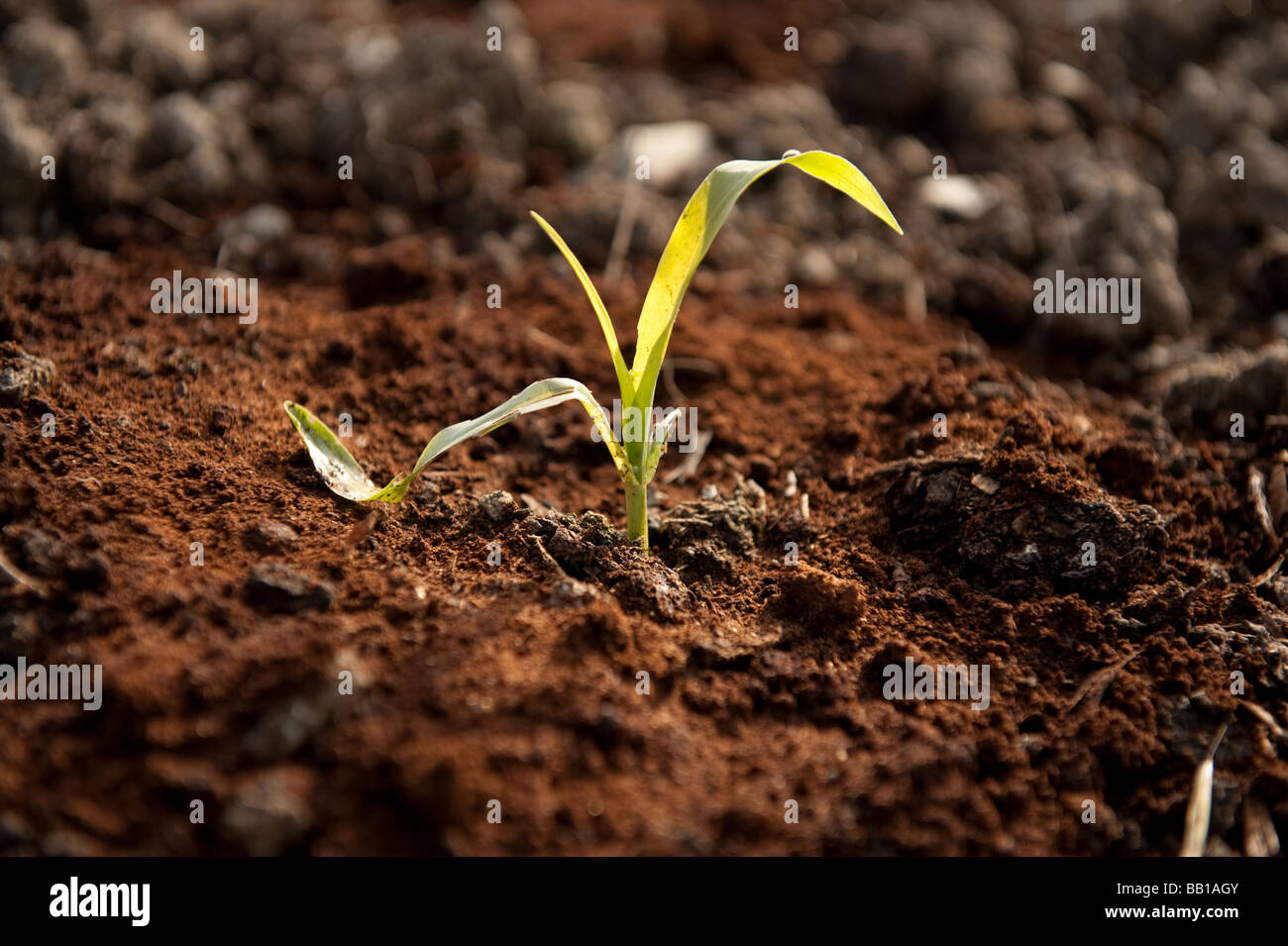 Café réparties autour de jeunes pousses de plantes de maïs pour les protéger contre les parasites et les limaces dans un jardin UK Banque D'Images