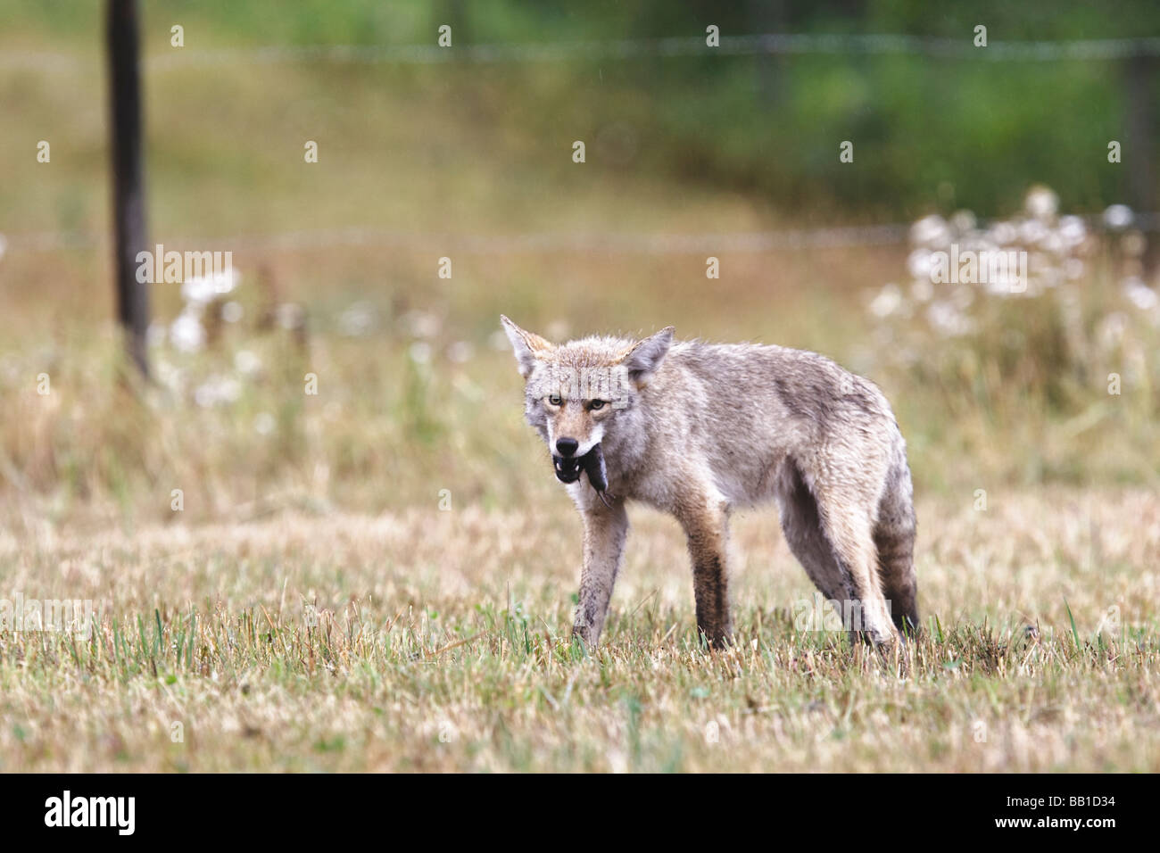 Le nord de manger un coyote chasse rongeurs après vers le bas dans un pré. Le champ est dans les terres agricoles en Colombie-Britannique, Canada Banque D'Images