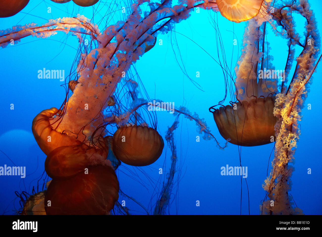 Orange jelly fish, de l'ortie les méduses Banque D'Images