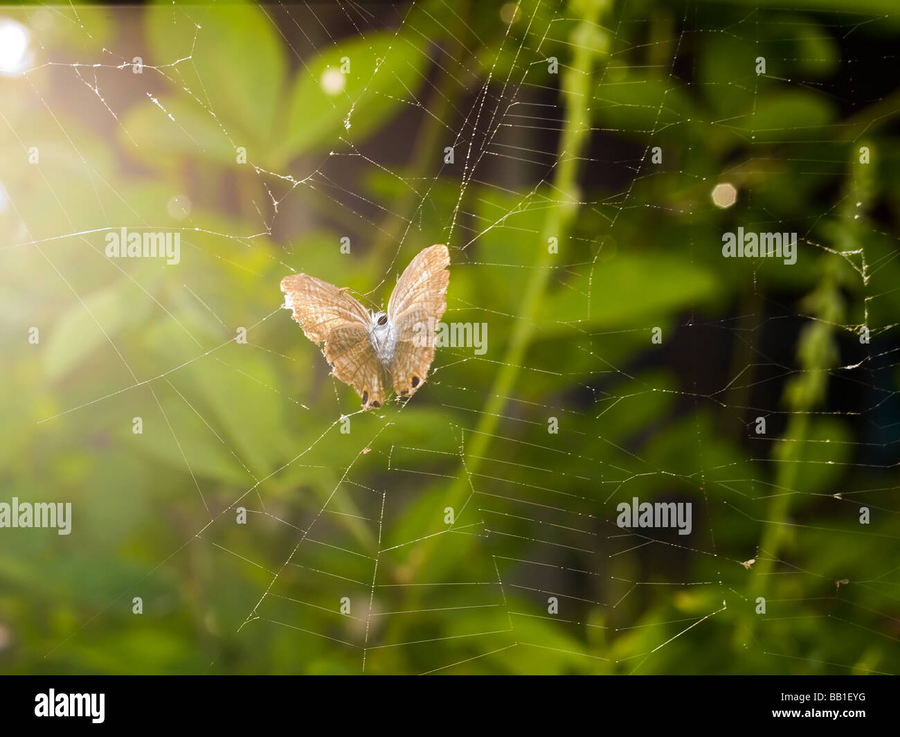 Papillon pris dans une toile d'araignée abandonnées Banque D'Images