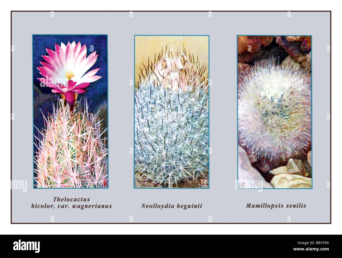 Thelocactus Bicolor,,Var. Wagnerianus Banque D'Images