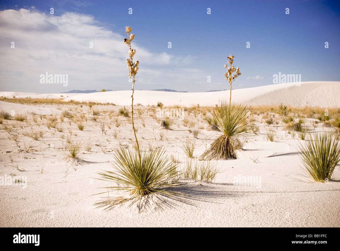 Désert de sable blanc, près de Almogordo, Nouveau Mexique Banque D'Images
