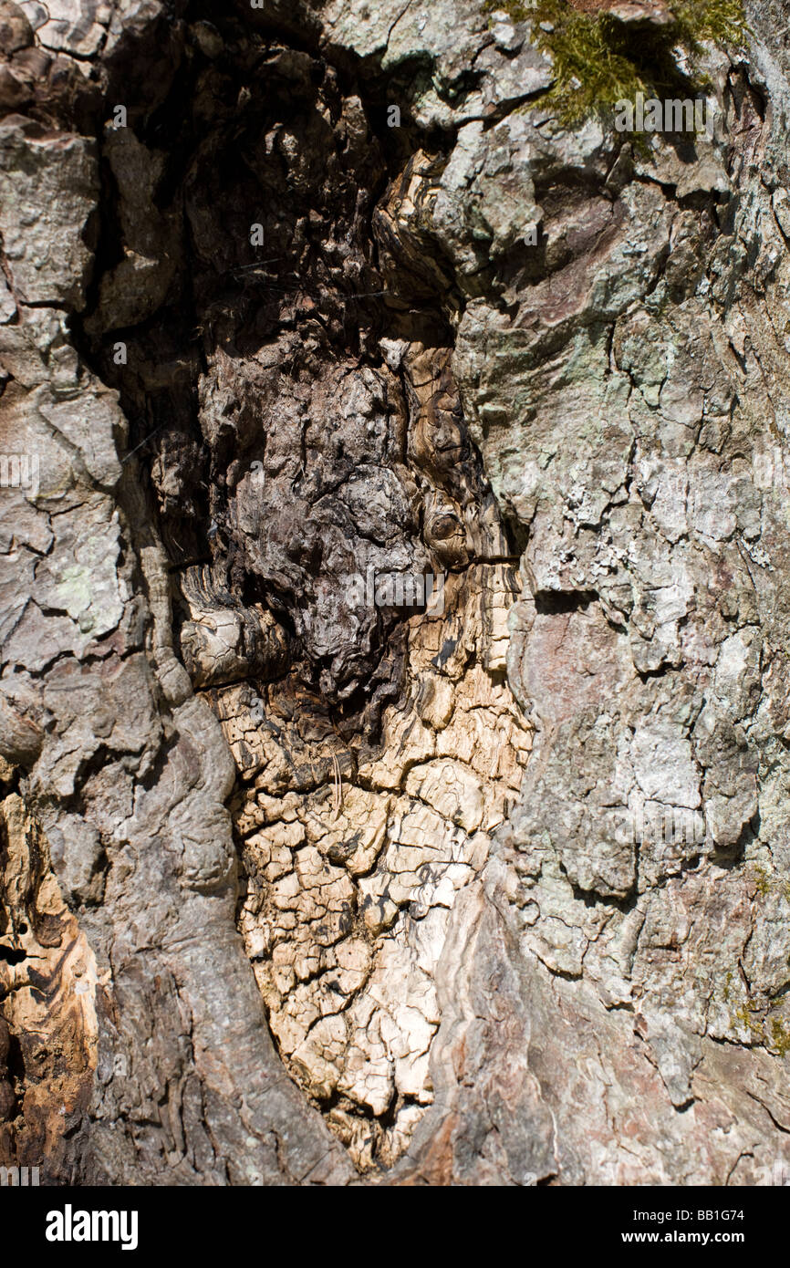 Vieux tronc background Banque D'Images