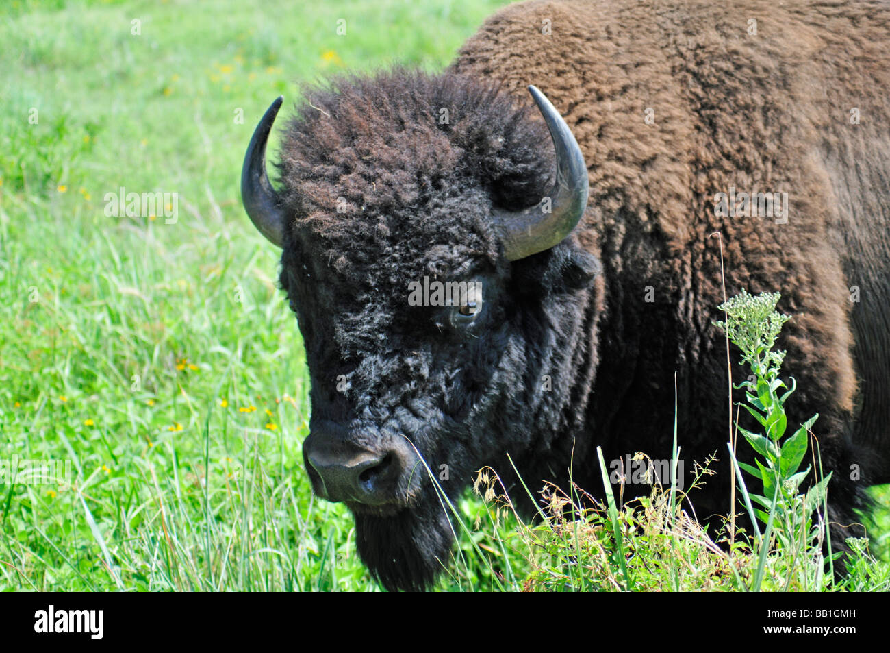 Le pâturage des bisons américains Banque D'Images