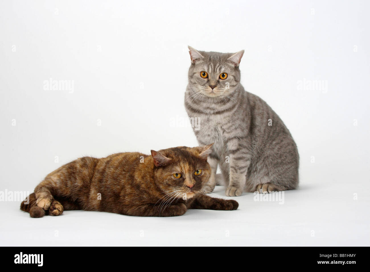 Chats British Shorthair blue silver tabby et chocolat tortie Banque D'Images