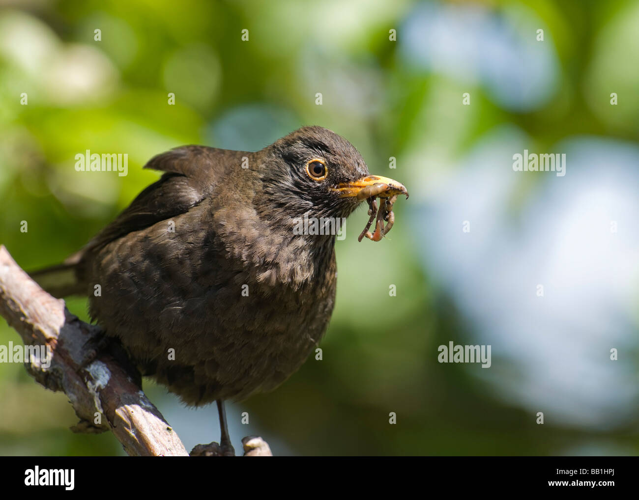 "Blackbird Turdus marula Oiseaux Jardin d'oiseaux chanteurs. Banque D'Images
