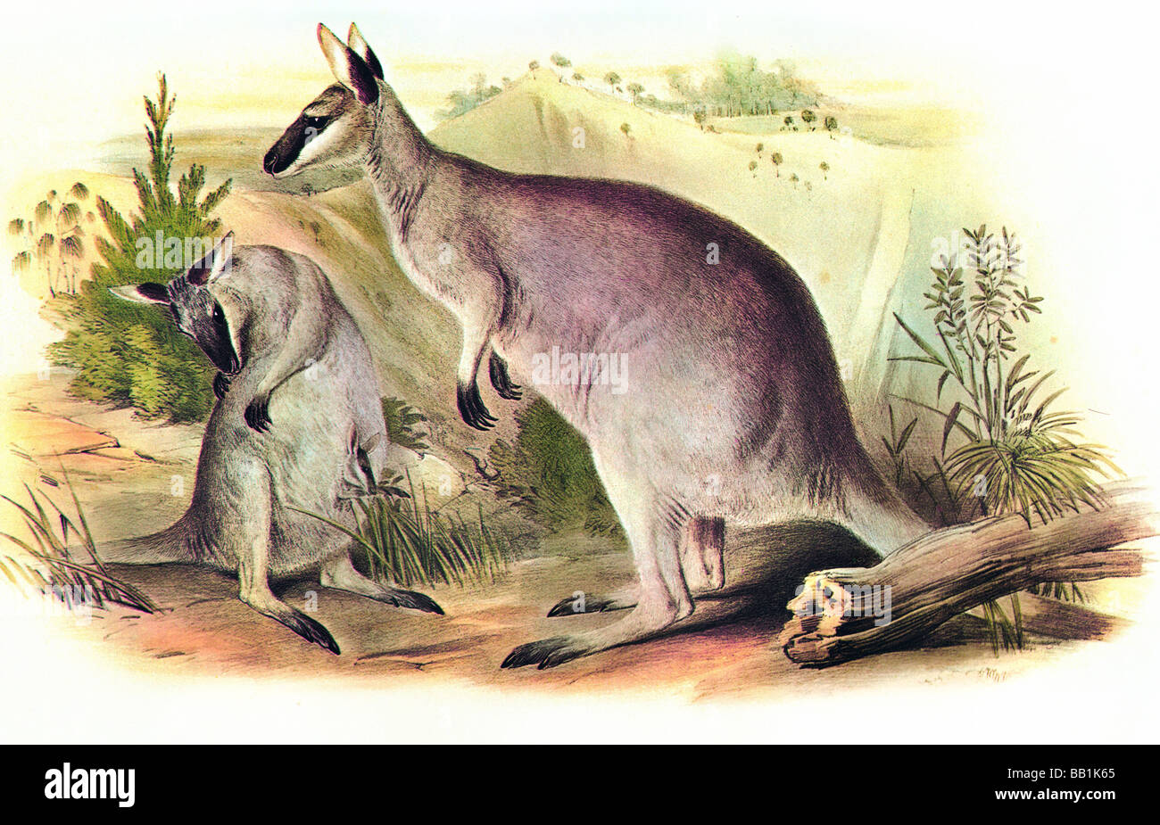 Illustration du mammifère marsupial australien, le joli Wallaby à face Banque D'Images