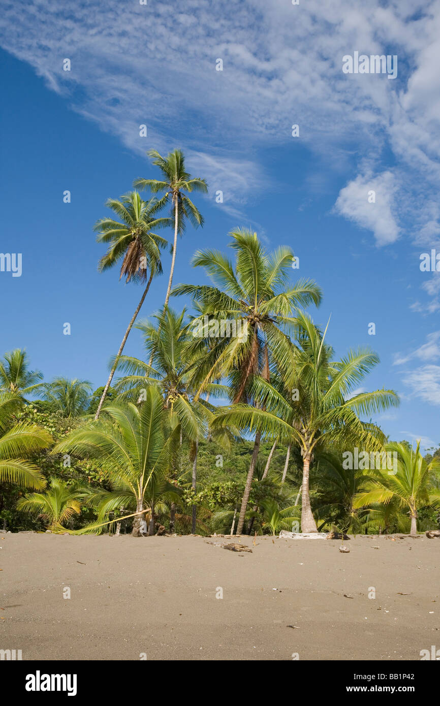 Le littoral de sable fin et de la jungle de la péninsule d'Osa le long du parc national Corcovado au Costa Rica. Banque D'Images