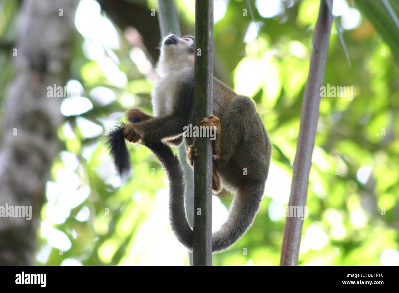 Singe de l'écureuil dans la forêt tropicale équatorienne palefreniers sa queue à deux mains tout en agrippant un succulent branche avec les deux autres Banque D'Images
