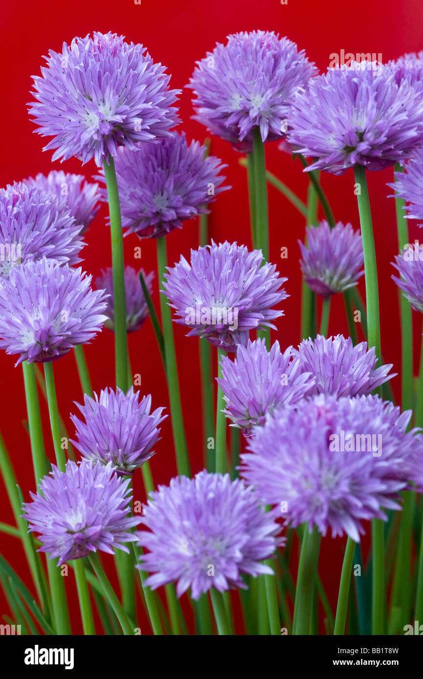 Une plante en fleurs de ciboulette (Allium schoenoprasum). Pied de ciboulette (Allium schoenoprasum) en fleurs. Banque D'Images