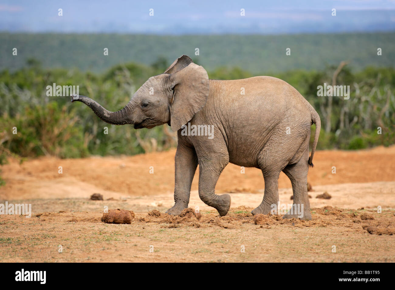 Un jeune éléphant d'Afrique (Loxodonta africana), Afrique du Sud Banque D'Images