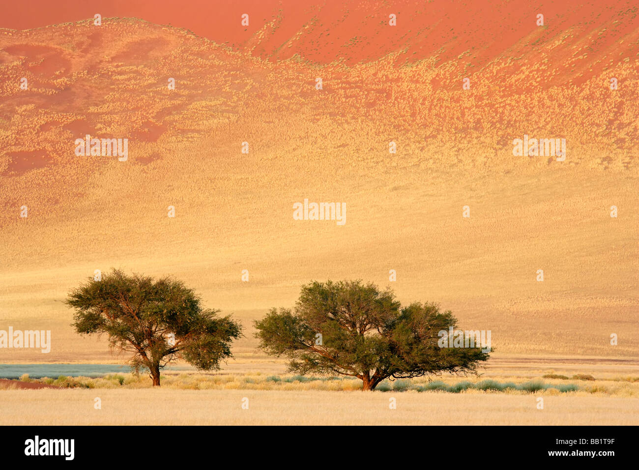 Paysage avec arbres d'Acacia d'Afrique (Acacia erioloba), Sossusvlei, Namibie, Afrique du Sud Banque D'Images