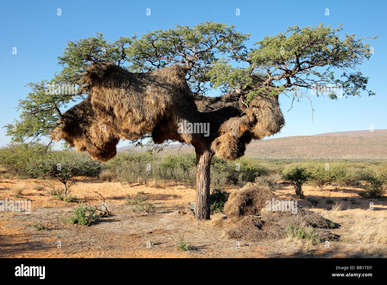Nid communal de tisserands sociable (Philetairus socius) dans un arbre d'Acacia d'Afrique, Kalahari, Afrique du Sud Banque D'Images