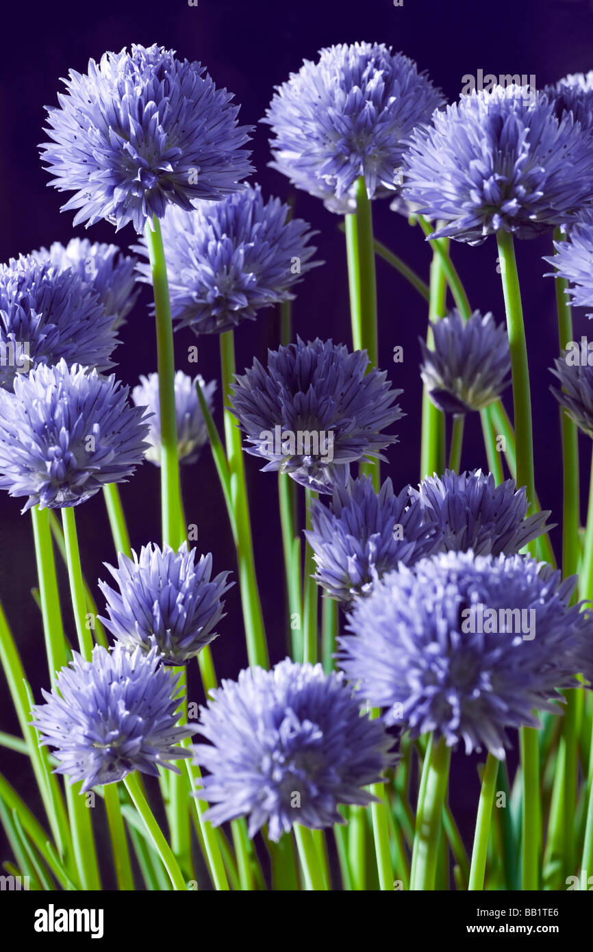 Une plante en fleurs de ciboulette (Allium schoenoprasum). Pied de ciboulette (Allium schoenoprasum) en fleurs. Banque D'Images