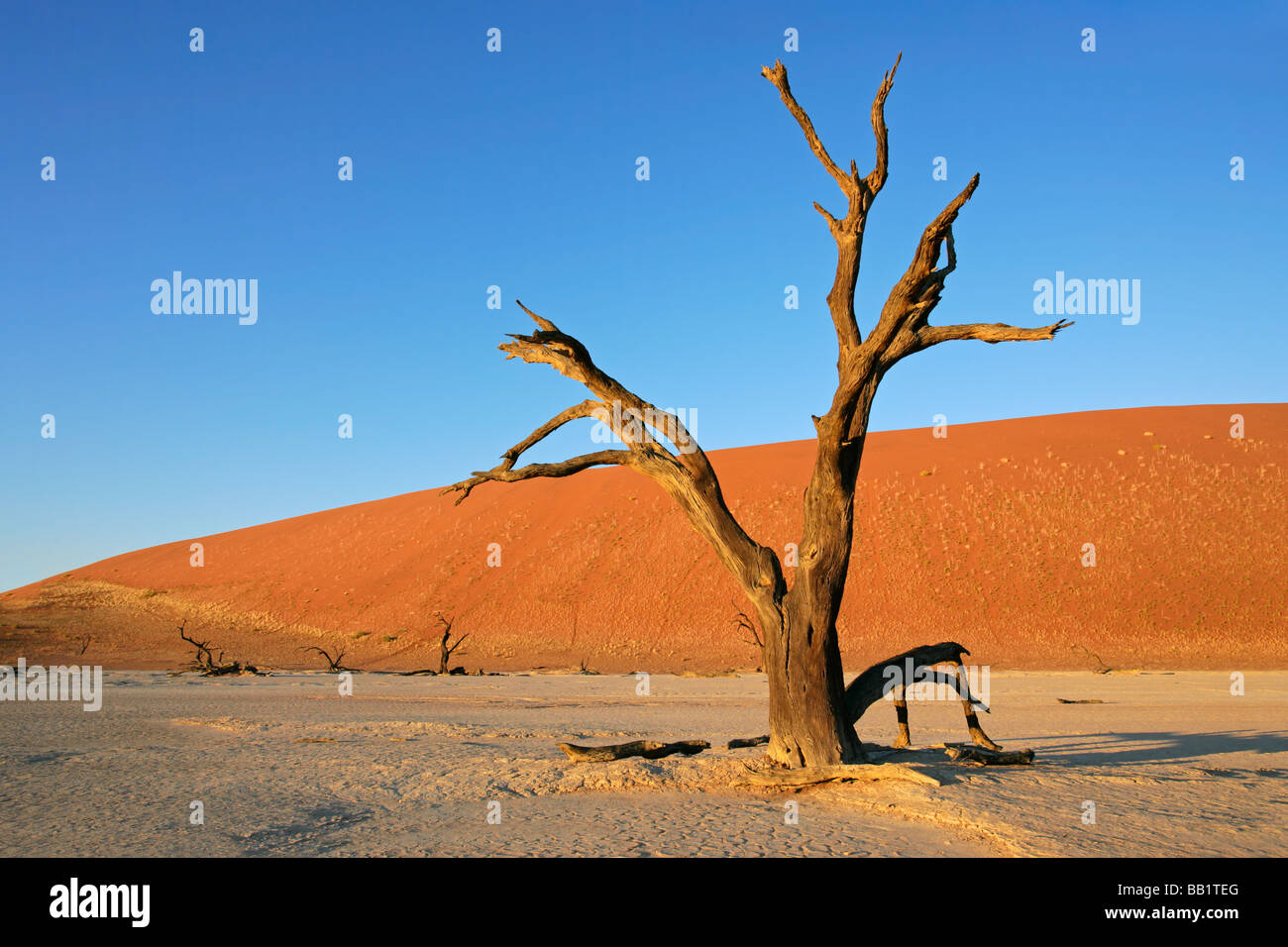 Dead Acacia contre une dune de sable rouge et bleu ciel, Sossusvlei, Namibie, Afrique du Sud Banque D'Images