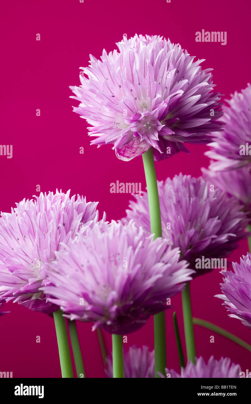 Une plante en fleurs de ciboulette (Allium schoenoprasum). Pied de ciboulette (Allium schoenoprasum) en fleurs. Banque D'Images