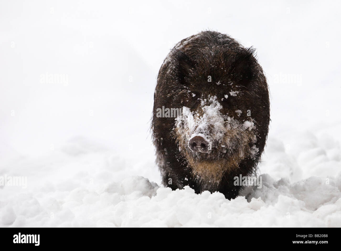 Le sanglier (Sus scrofa) dans la neige Banque D'Images