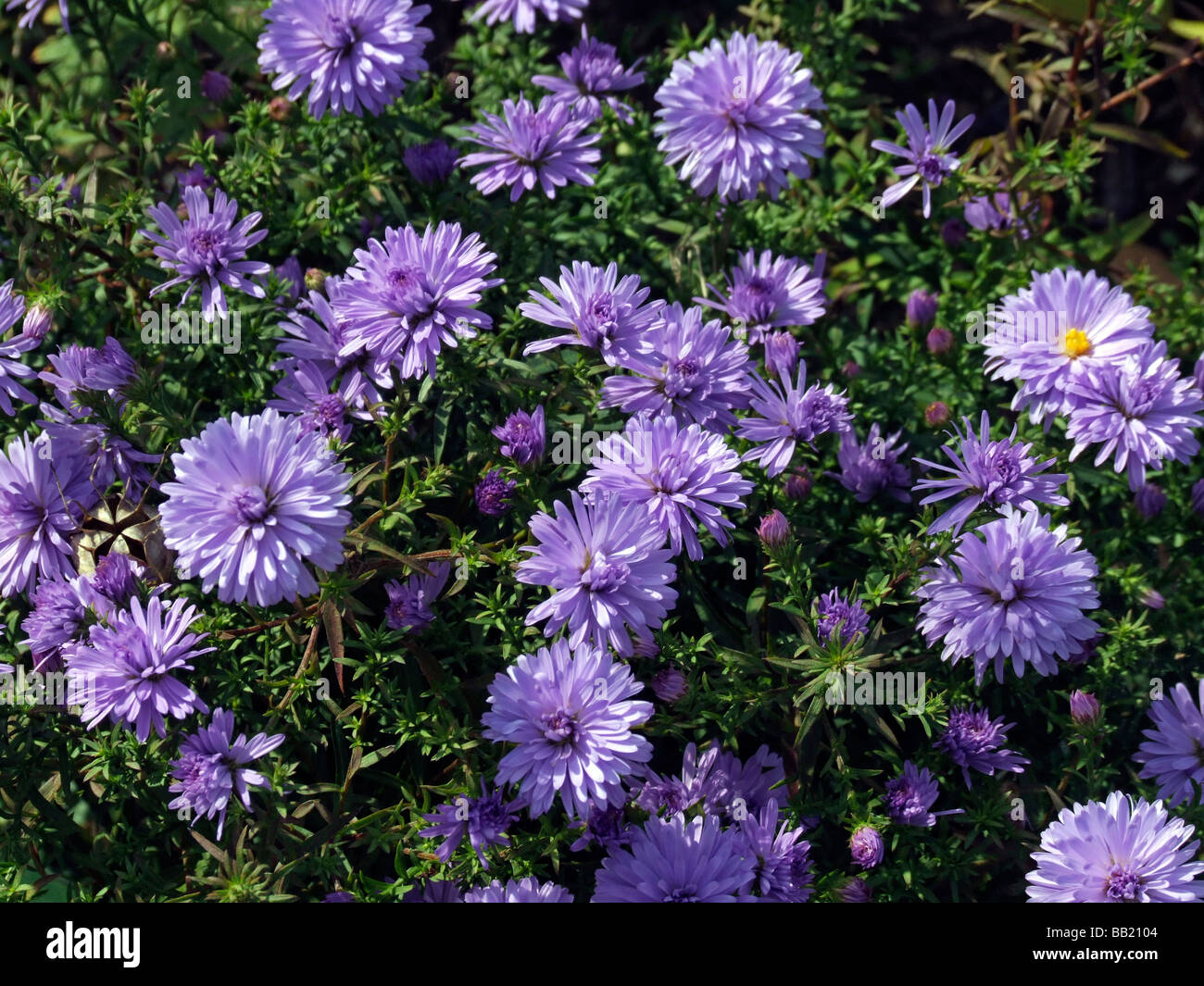 Aster novi-belgii 'Lady in Blue' Banque D'Images