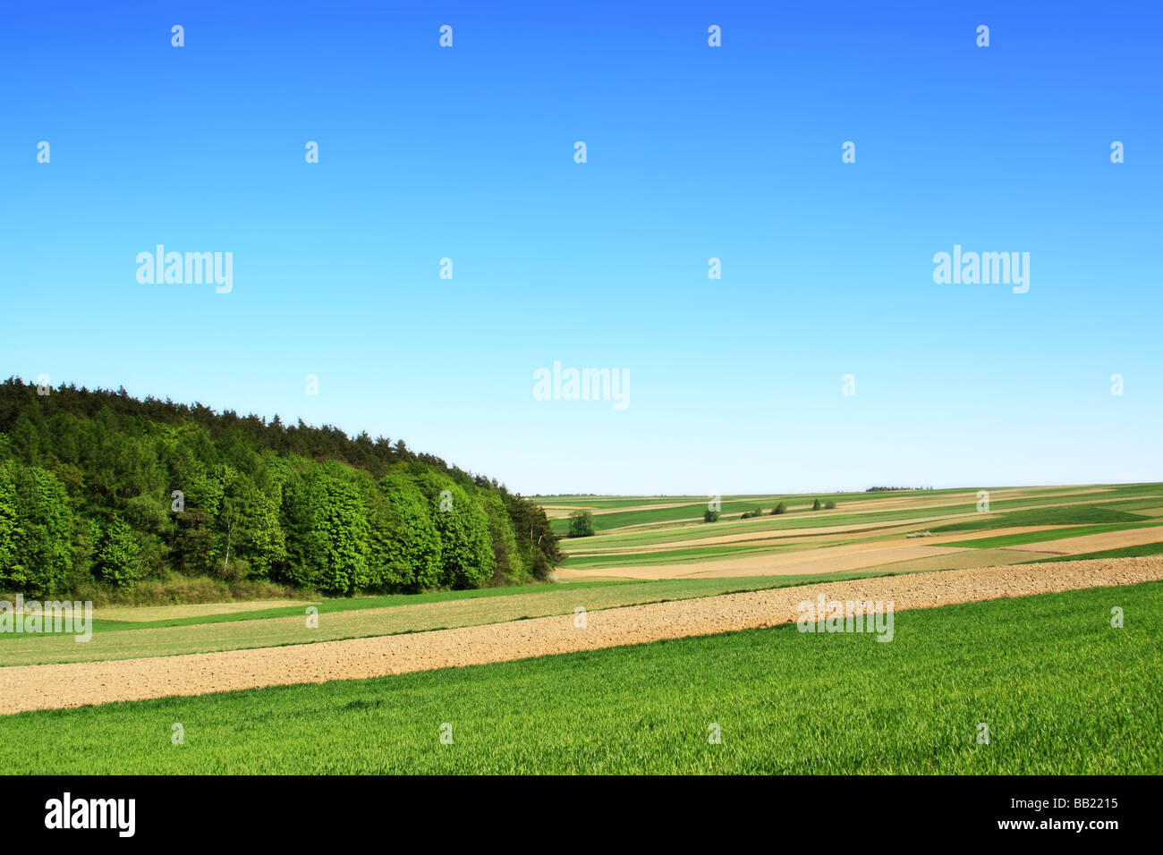 Domaine de l'agriculture en Pologne Banque D'Images