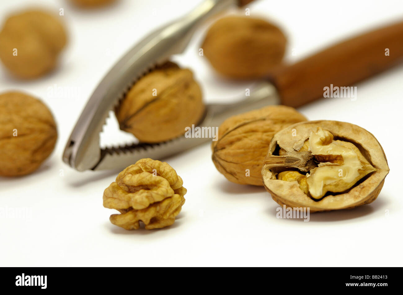 L'anglais, le Persan Noyer noyer (Juglans regia), Casse-Noisette avec écrous, studio photo Banque D'Images