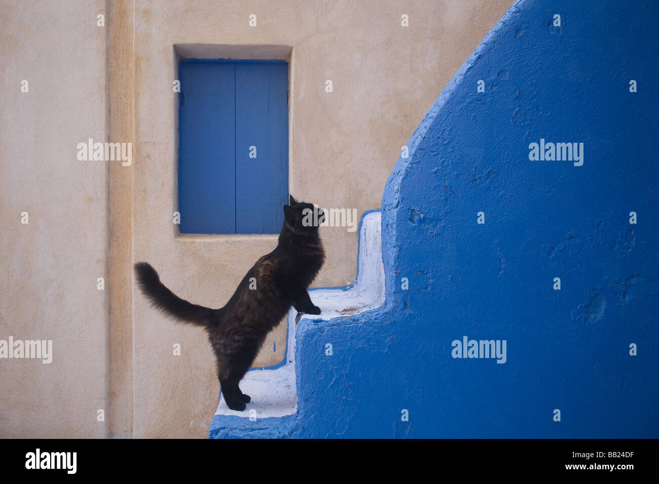 Chat domestique (Felis silvestris, Felis catus). Chat noir sur un escalier bleu Banque D'Images