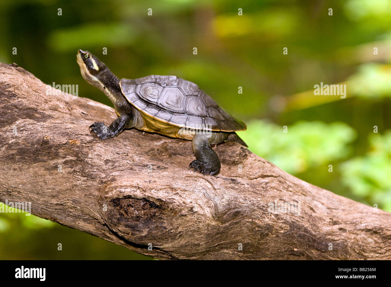 Tortue serpent du Nord sur un journal Banque D'Images