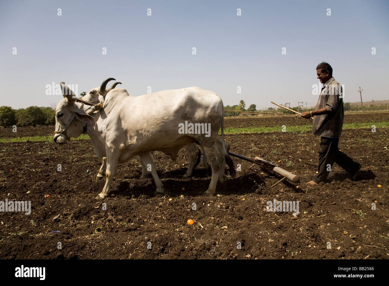 Un homme conduit une équipe de bœufs pour labourer la terre dans une ferme de Sasan, Gujarat. Banque D'Images