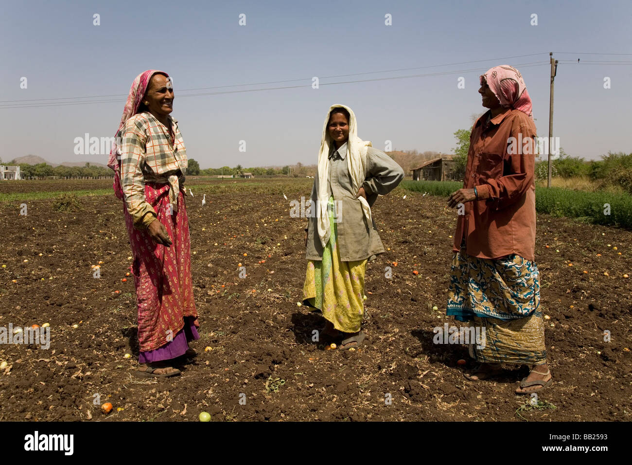 Un ouvrier agricole féminine travaille dans le champ d'un agriculteur à Sasan, Gujarat. Banque D'Images