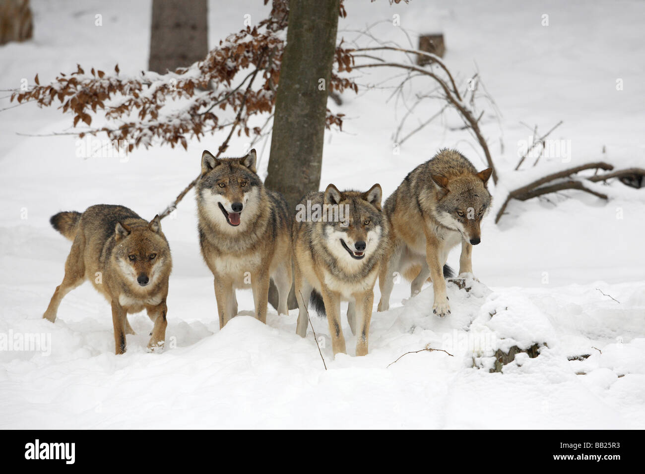 Le loup gris d'Europe (Canis lupus). Pack dans la neige Banque D'Images