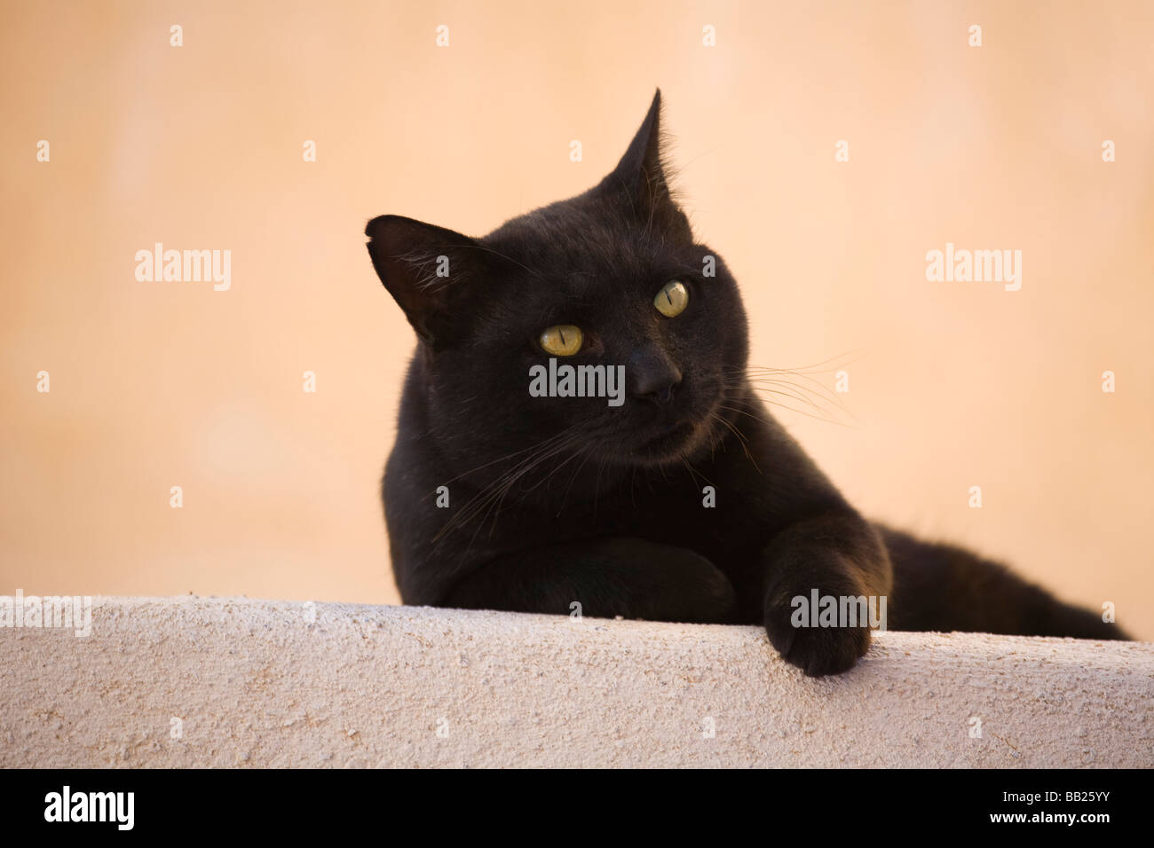 Chat domestique (Felis silvestris, Felis catus). À la personne se trouvant dans l'appareil photo Banque D'Images