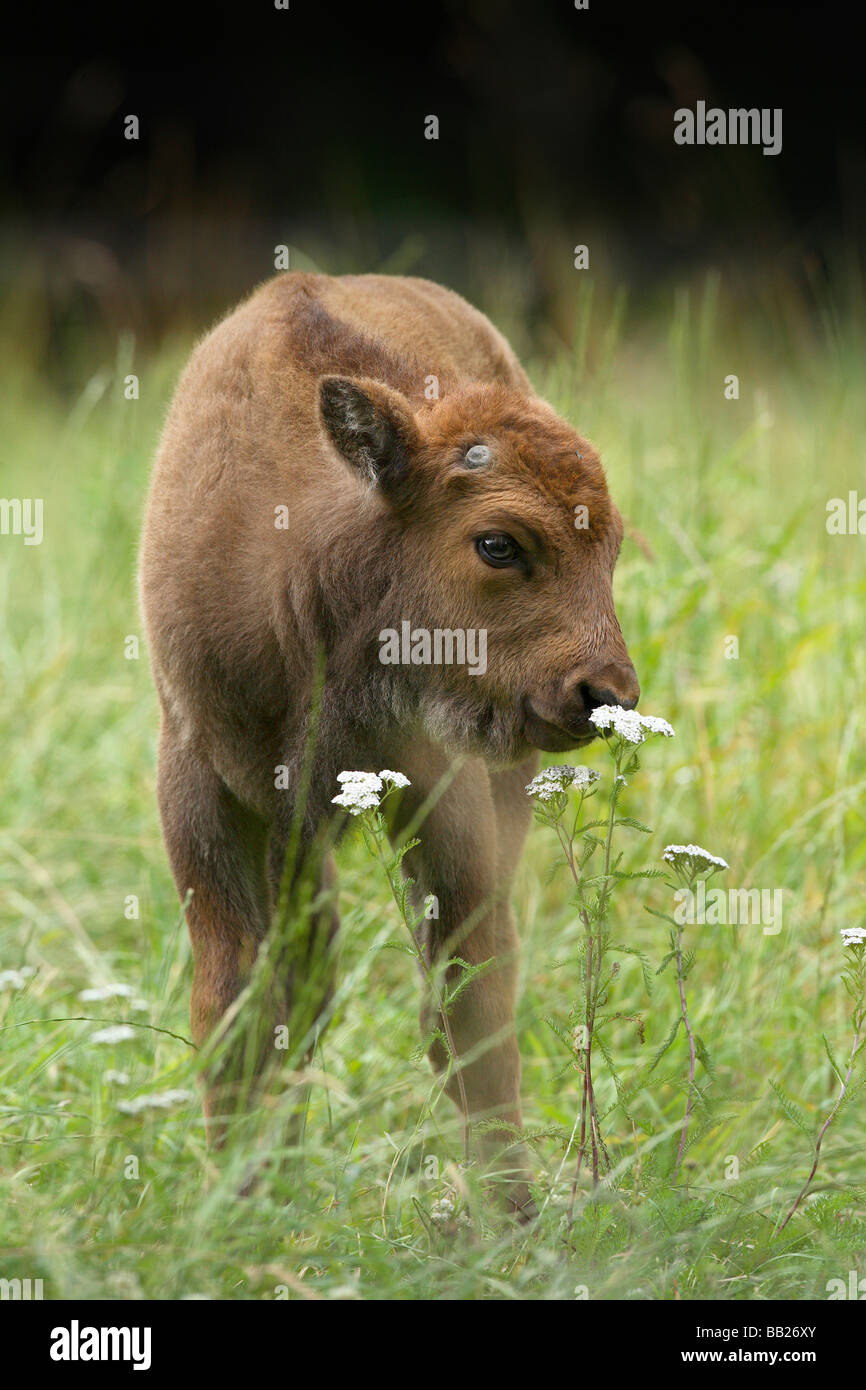 Bison d'Europe (Bison bonasus), jeune veau à renifler une fleur Banque D'Images