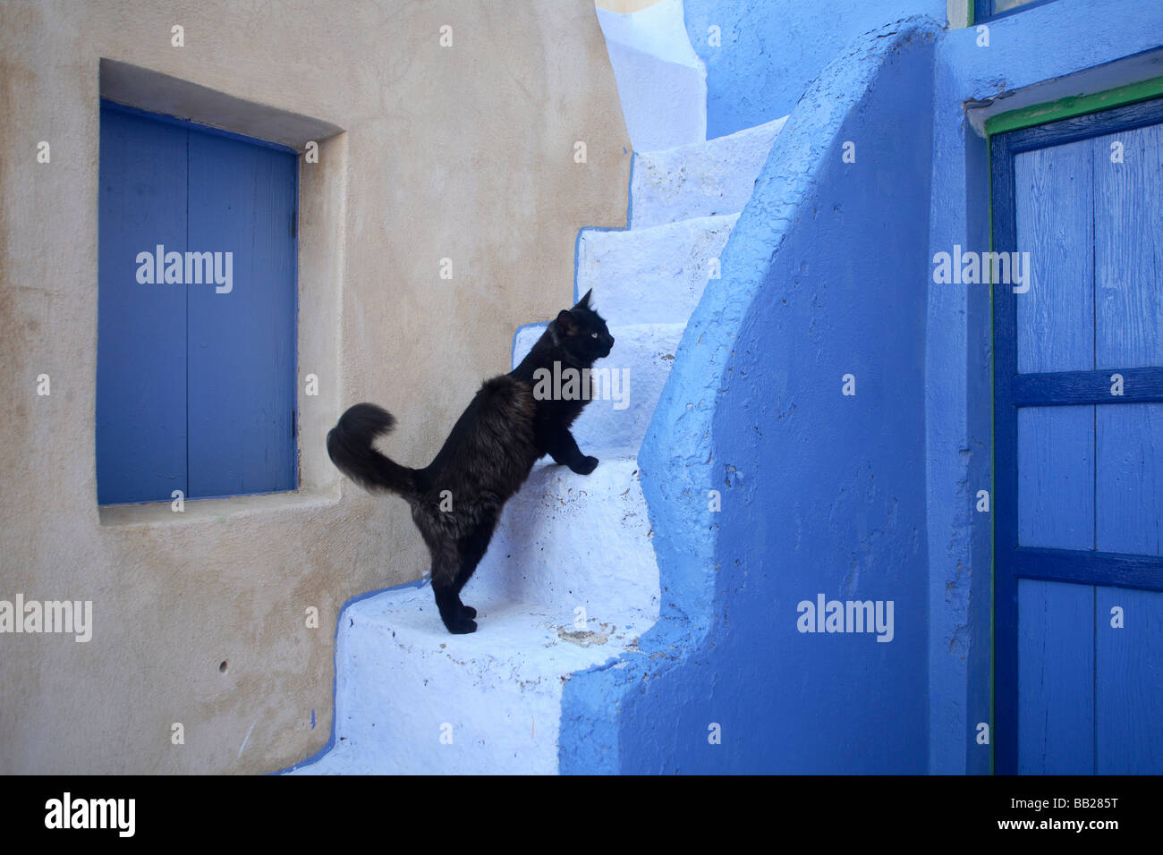 Chat domestique (Felis silvestris, Felis catus). Chat noir sur un escalier bleu Banque D'Images