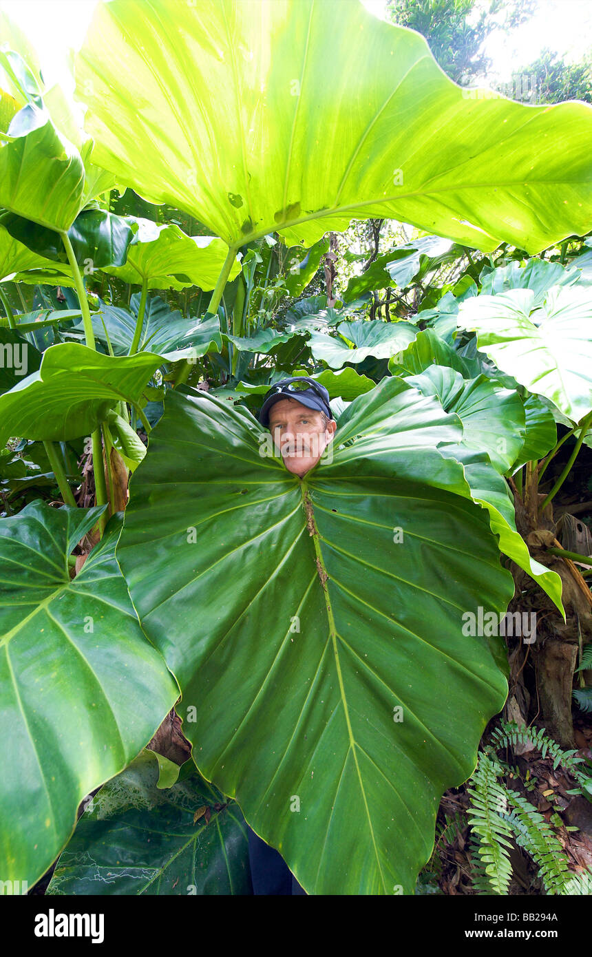 Saba Mt Scenery rainforest tropicale luxuriante Park ranger James démontrant des oreilles d'éléphant Banque D'Images