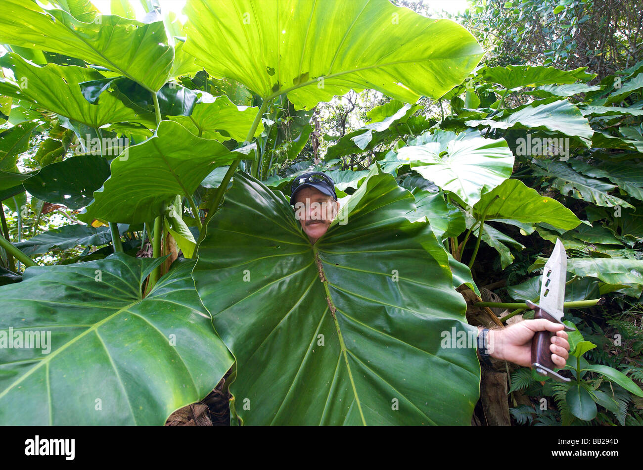 Saba Mt Scenery rainforest tropicale luxuriante Park ranger James démontrant des oreilles d'éléphant Banque D'Images